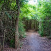 This portion of the trail is literally tunneled into the thick forest vegatation.