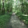 Looking down the trail