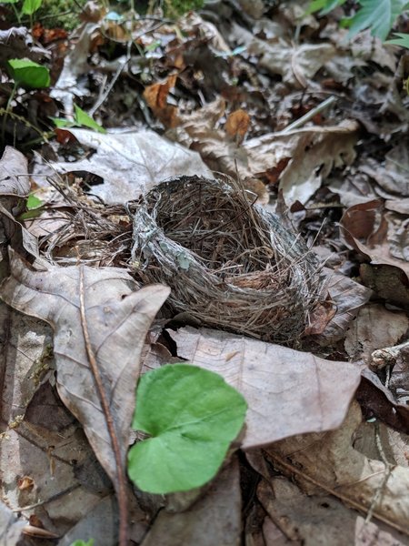 Bird's nest