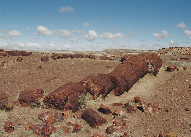 View of the petrified logs