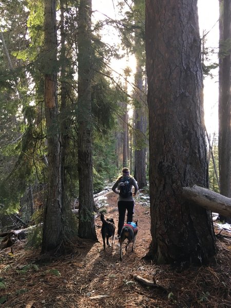 Running through the trees along the Chikamin ridgeline