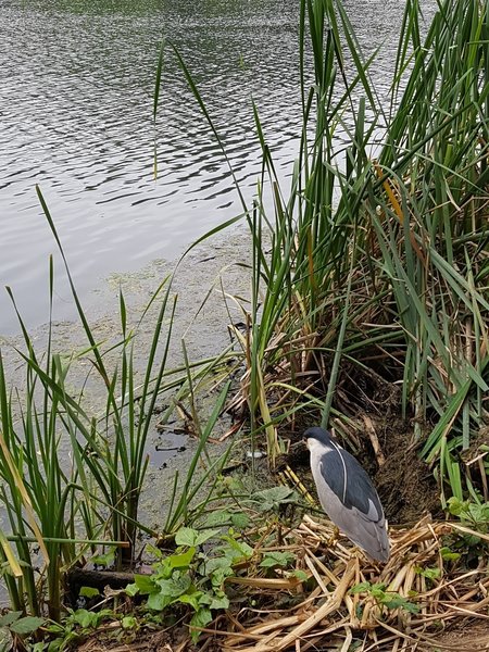 Good birdwatching on the lake (heron)