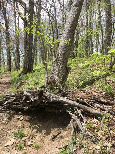 Erosion on this popular section of the AT