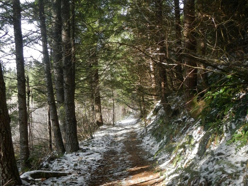 The old road that is the southern portion of the Silver Star Trail #180