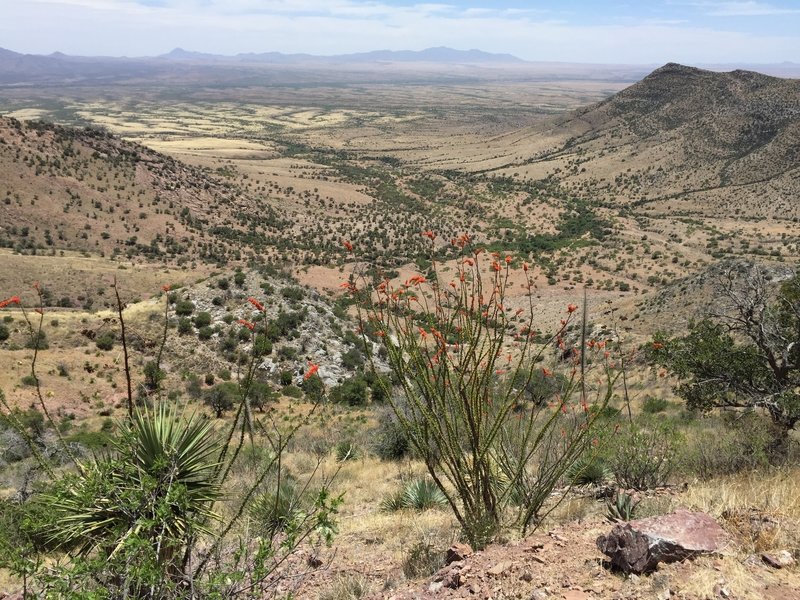 Orange ocotillo