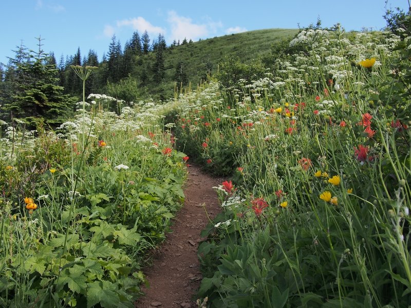 Silver Star Mountain area