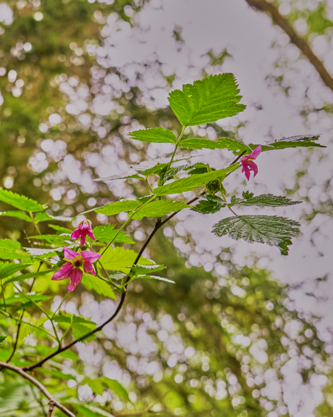 Spring is bringing out a little bit of color on the trails.