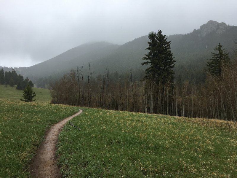 Mule Deer Trail