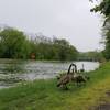 Starting the trail by the canal makes parking easy but does require not annoying the geese.