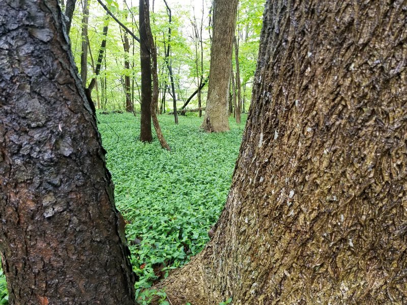 Interesting ground cover. Wonder it if is invasive.