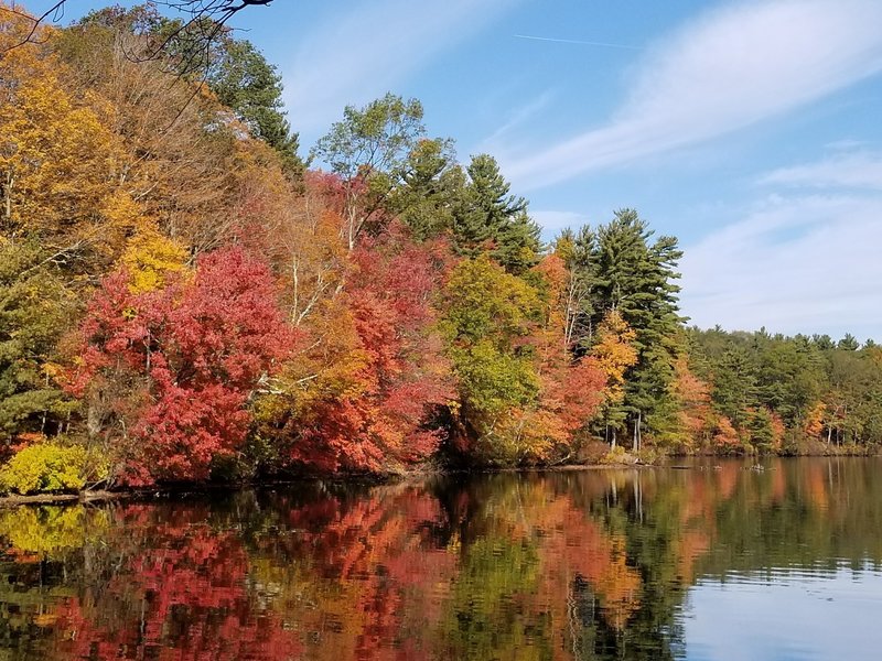 Foliage in fall