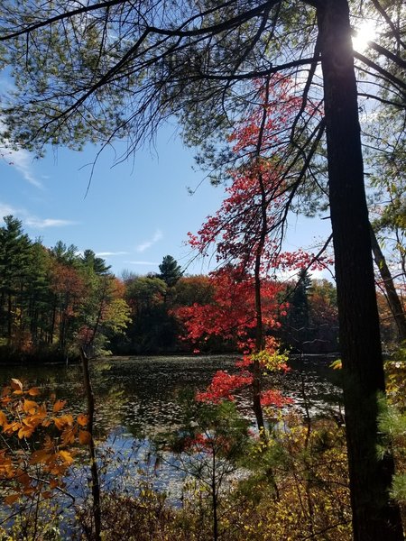 Fall Foliage