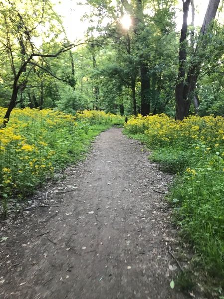 River Link trail with wildflowers