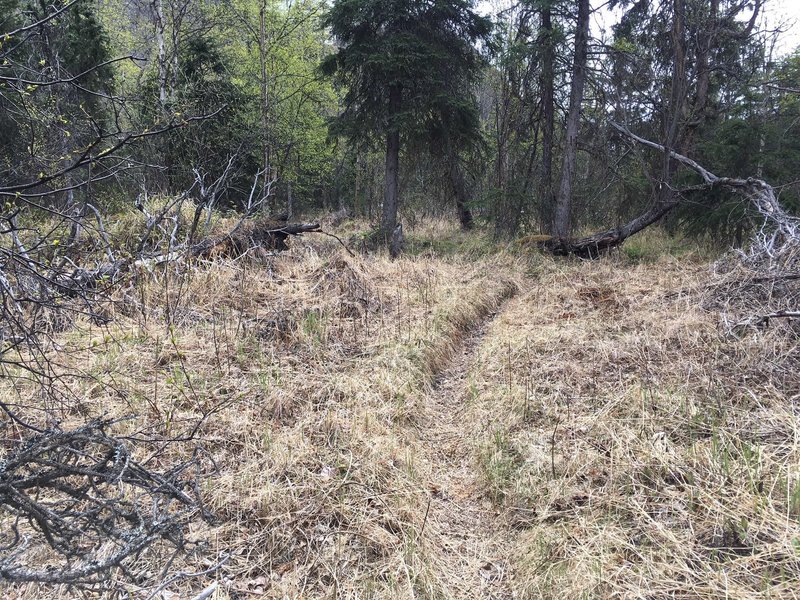 A typical section of the trail to Telchina Falls and beyond.