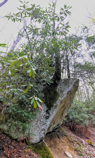 Desperate tree hanging onto a boulder on the trail