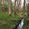 A petite creek on the trail