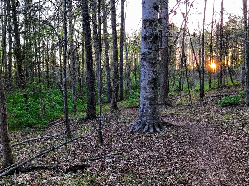 Orange sunset poking through the sparse spring forest