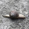 The Brown Garden Snail