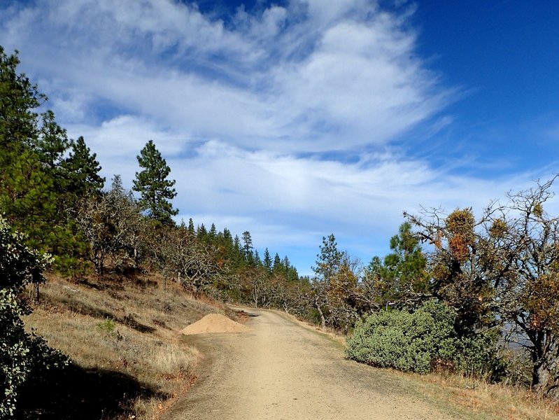 Along the Loop Road in summer.