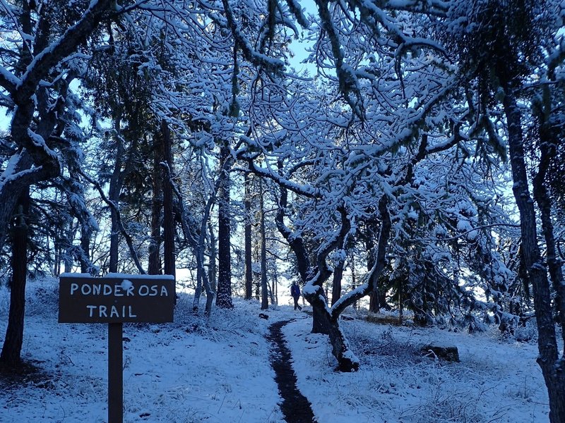 The lower end of the Ponderosa Trail in winter (there old handmade trail signs are being replaced).
