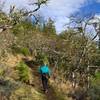 Ascending the Manzanita Trail