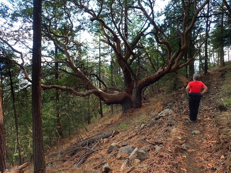 The large, old madrone along the trail