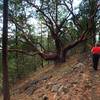 The large, old madrone along the trail