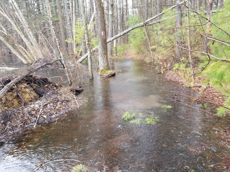 Duck pond trail (wading required)