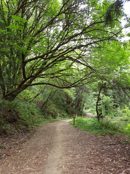 Brandon Trail is tree lined next to the stream. Water and trees keeps the area cool on a hot day.