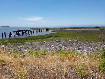 Marsh with San Francisco peeking out from the fog