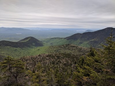 Deciduous foliage is growing in