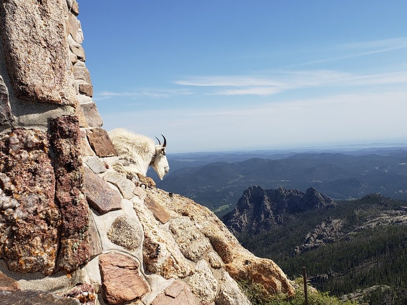 Tagged goat #98 at the summit of Black Elk Peak