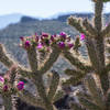 It's not just the vistas.  This time of year the cactus is blooming.