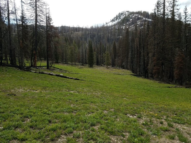 Regrowth meadow near Jennnie Lake