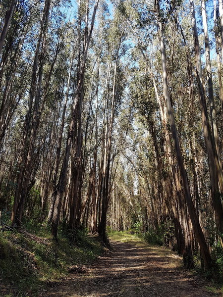 Eucalyptus trees - Loggers Loop trail