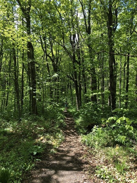 Lower section on Pico of the Sherburne Pass Trail.