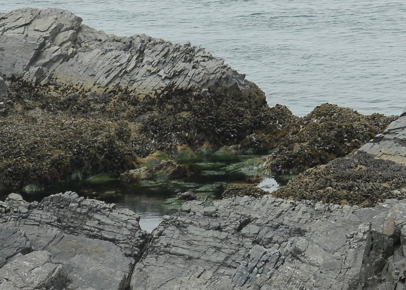 Sea otter playing in a tide pool, on the JDF Marine Trail.