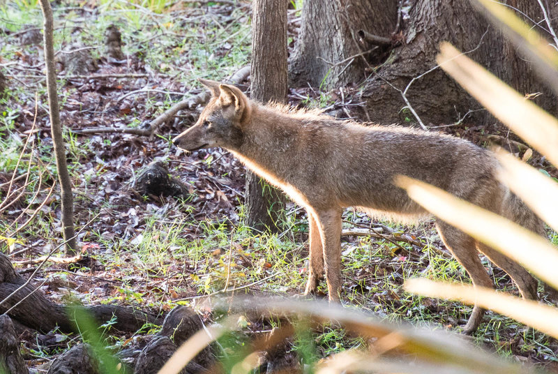 A coyote seen along the trail.