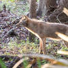 A coyote seen along the trail.