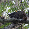 Raccoon in the trees