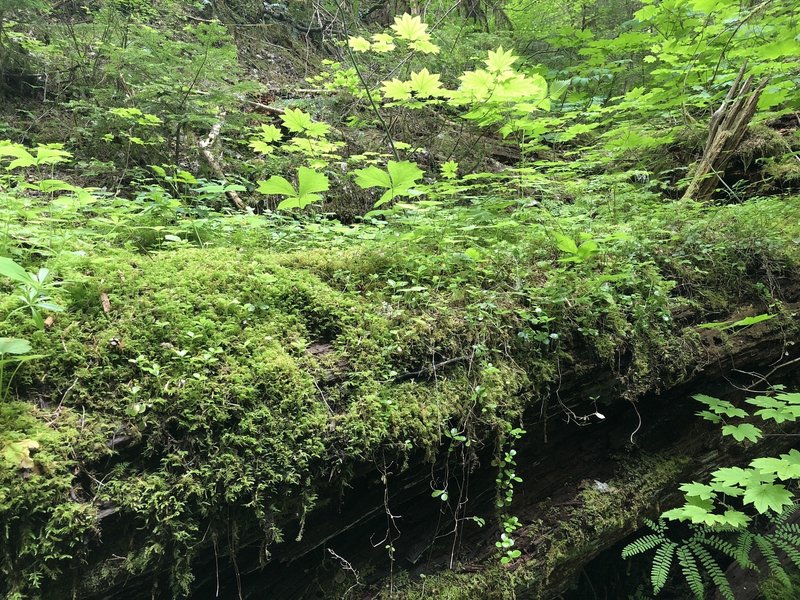 Downed log with lots of growth