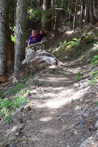 Most of the trail is a version of this.