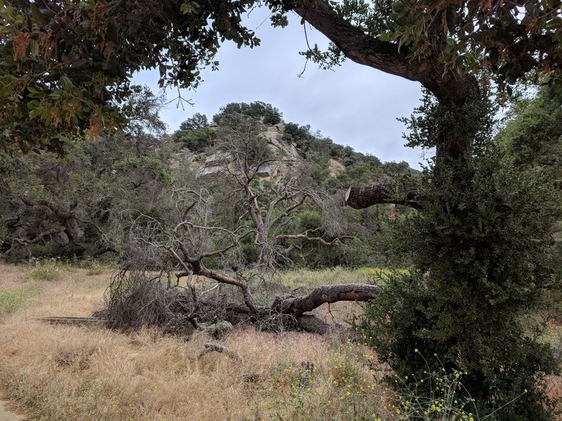 Trail meanders through oak groves