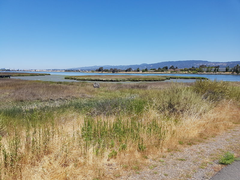 Marsh and San Leandro Bay