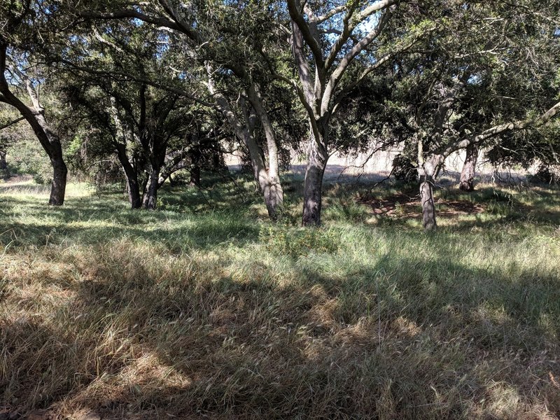 Grove of oaks in China Flat. This was a very peaceful place.