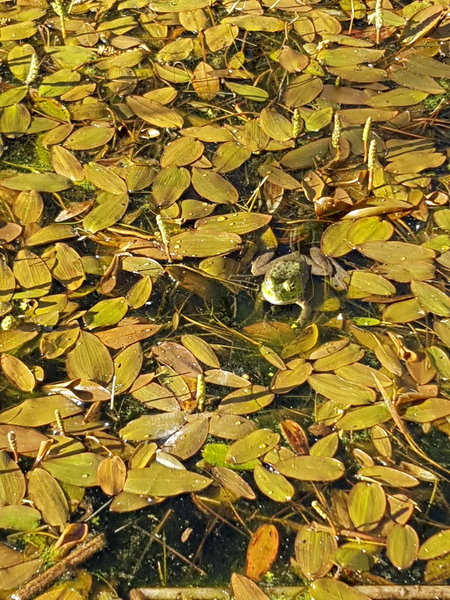 Frog in the Pond