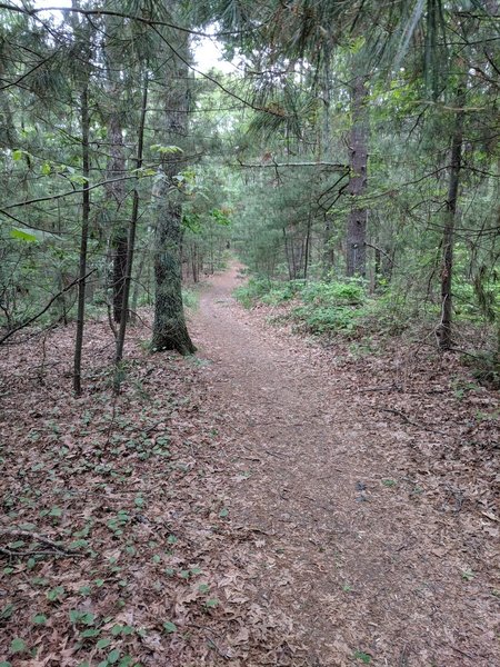 Smooth trail on Strawberry Hill Trail