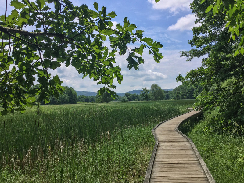 Appalachian Trail Boardwalk