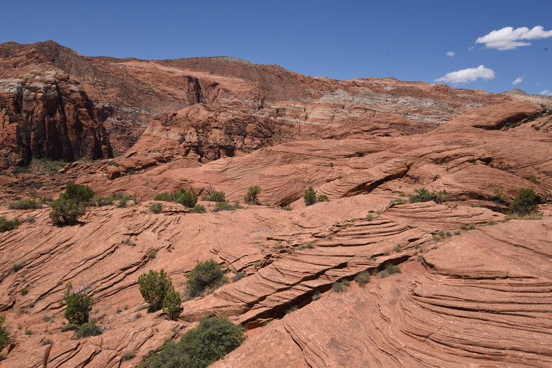 Petrified Dunes trail