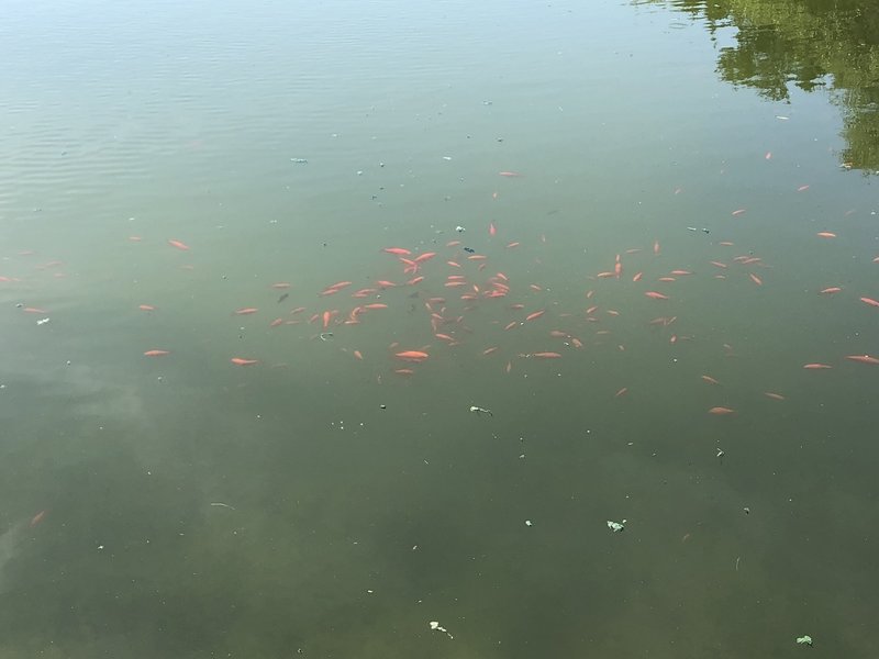 Fish in the pond